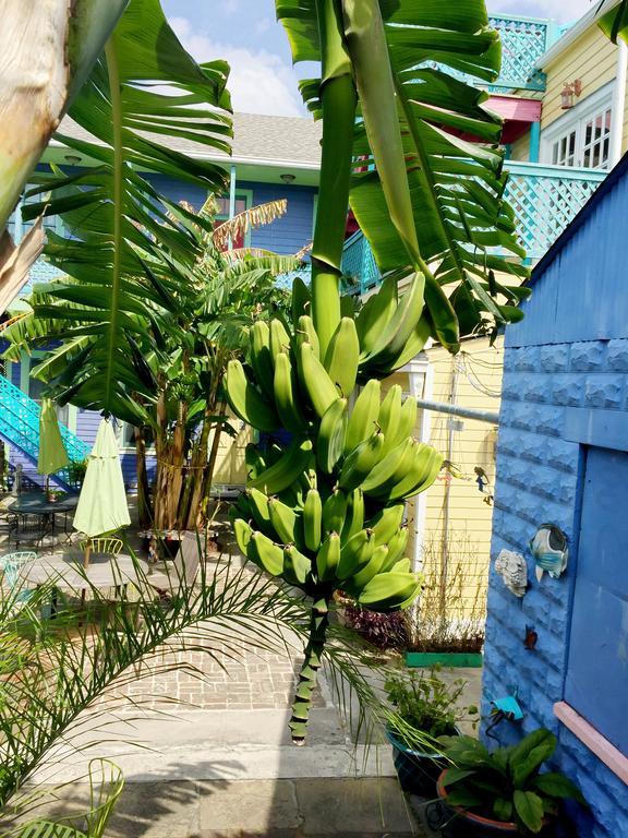 Creole Gardens Guesthouse And Inn Ню Орлиънс Екстериор снимка